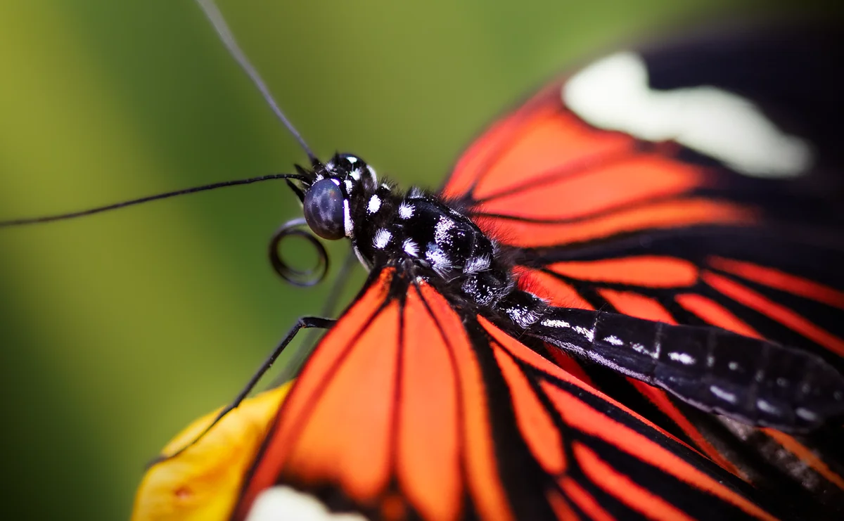 butterfly, common postman, heliconius melpomene, pollinator, insect, entomology, lepidoptera, butterfly, butterfly, butterfly, butterfly, butterfly - common misconceptions about electric vehicles