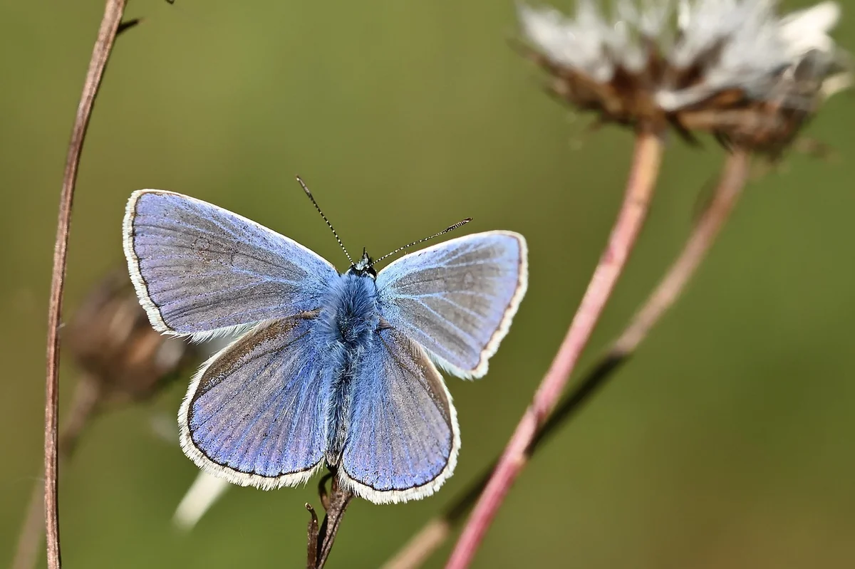 common blue, butterfly, insect, wing, nature, close up, butterfly, butterfly, butterfly, butterfly, butterfly - common misconceptions about electric vehicles