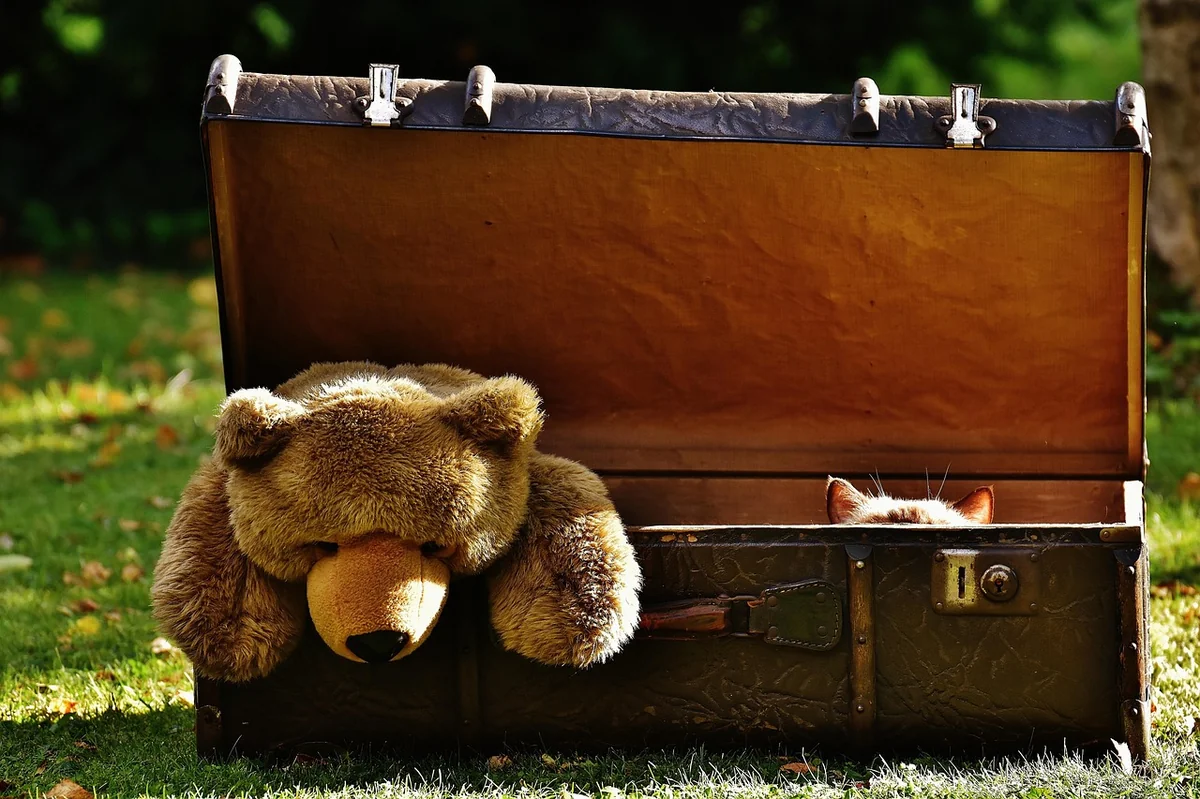 suitcase, pet, animal, antique, teddy, cat, hidden, stuffed animal, toy, fun, curious, leather, old suitcase, junk, generations - hidden costs of owning a supercar